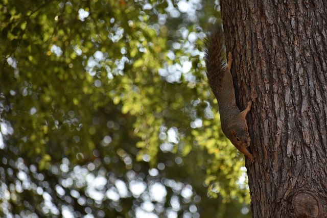 定位球机会 定位球机会